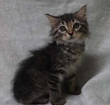 Domestic Medium Hair Cats Available for Adoption in Thief River Falls, Minnesota - Laura | PetCurious