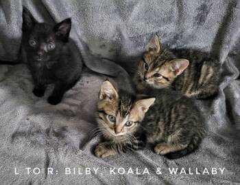 Domestic Short Hair Cats Available for Adoption in Williamsburg, Iowa - Bilby (Available Est 6/19/26) | PetCurious