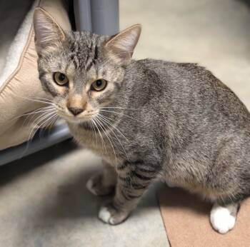Rescue Domestic Short Hair Cats for Adoption in Defiance, Ohio - Magic | PetCurious