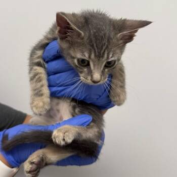 Domestic Medium Hair Cats Available for Adoption in Sunnyvale, California - Slate (Brown Collar) | PetCurious