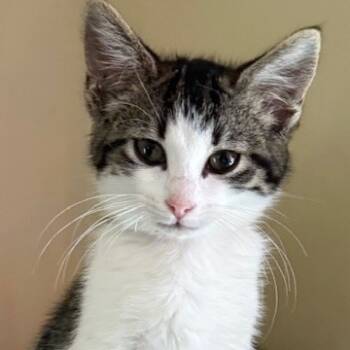 Rescue Domestic Short Hair Cats for Adoption in Normal, Illinois - Shy Girl | PetCurious