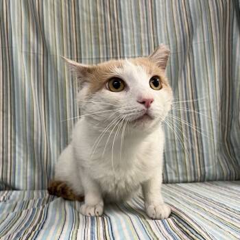 Rescue Domestic Short Hair Cats for Adoption in Lyndhurst, Virginia - Osric | PetCurious