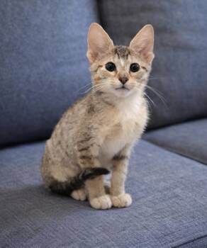 Domestic Short Hair and Tabby Cats Available for Adoption - Dorian | PetCurious
