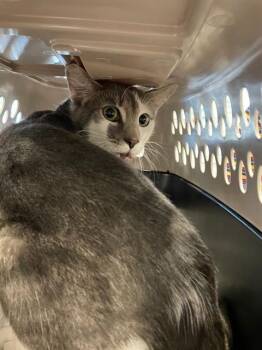 Domestic Short Hair Cats Available for Adoption - VIZIO | PetCurious