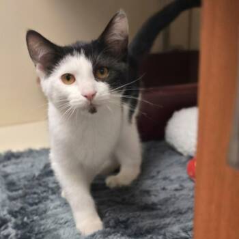 McCrispy -  Domestic Short Hair Cat for Adoption in South Elgin, Illinois - McCrispy | PetCurious