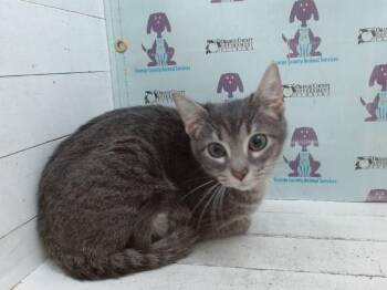 GRUB -  Domestic Short Hair Cat for Adoption in Orlando, Florida - GRUB | PetCurious