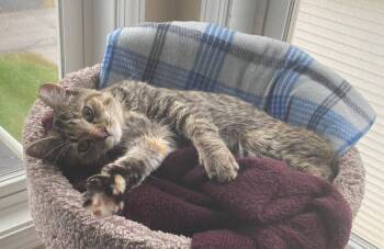 Emory (bonded to Charlene) -  Torbie and Domestic Short Hair Cat for Adoption in Dublin, Ohio - Emory (bonded To Charlene) | PetCurious