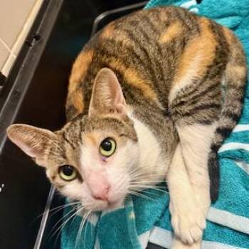Rescue Domestic Short Hair Cats for Adoption in Mettawa, Illinois - Linda - Meet Our Beachside Beauty — Ready For Her Forever Home! | PetCurious