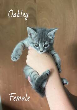Oakley -  Domestic Short Hair Cat for Adoption in West Palm Beach, Florida - Oakley | PetCurious