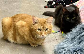 Rescue Domestic Short Hair Cats for Adoption in Hartville, Ohio - DREW & PENELOPE | PetCurious