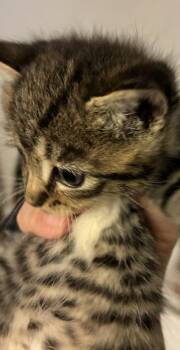 Zane -  Domestic Short Hair Cat for Adoption in East Brunswick, New Jersey - Zane | PetCurious