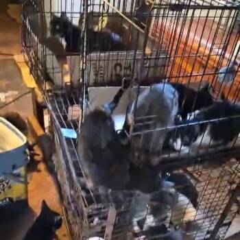 Domestic Short Hair Cats Available for Adoption - Stacey | PetCurious