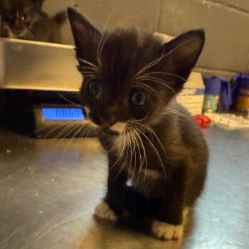 TUSC-Stray-85889 -  Domestic Short Hair Cat for Adoption in Tuscaloosa, Alabama - TUSC-Stray-85889 | PetCurious