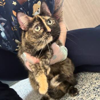 Amidala -  Domestic Short Hair Cat for Adoption in Great Falls, Montana - Amidala | PetCurious