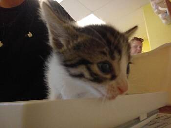 Zuko -  Domestic Short Hair Cat for Adoption in Corpus Christi, Texas - Zuko | PetCurious