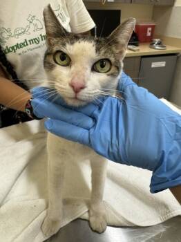Rescue Domestic Short Hair Cats for Adoption in Honolulu, Hawaii - Lu Lu | PetCurious