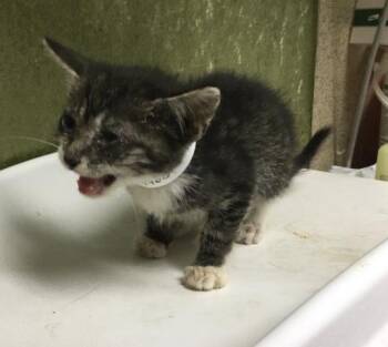 Domestic Short Hair Cats Available for Adoption in Riverside, California - CLYDE | PetCurious