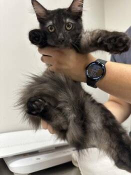 Peter Parker earliest take home date is 8/20 -  Domestic Short Hair Cat for Adoption in Sacramento, California - Peter Parker Earliest Take Home Date Is 8/20 | PetCurious