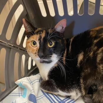 Domestic Short Hair Cats Available for Adoption in Memphis, Tennessee - Clementine | PetCurious
