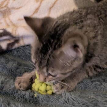 Stella -  Domestic Short Hair Cat for Adoption in Rochester, Minnesota - Stella | PetCurious