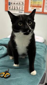 Mouse -  Domestic Short Hair Cat for Adoption in Saint Paul, Minnesota - Mouse | PetCurious