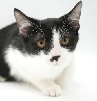 Freya - What a joy - Soft snuggly beautiful - POSSIBLE THERAPY K -  Turkish Van and Tuxedo Cat for Adoption in Bedford Hills, New York - Freya - What A Joy - Soft Snuggly Beautiful - POSSIBLE THERAPY K | PetCurious