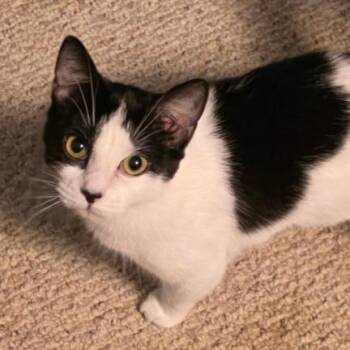 Domestic Short Hair Cats Available for Adoption in Fredericksburg, Virginia - Keesa | PetCurious