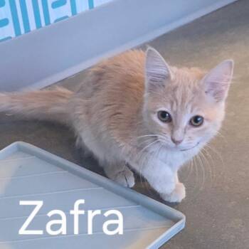 Domestic Medium Hair Cats Available for Adoption - Zafra | PetCurious