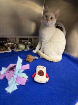 Domestic Short Hair Cats Available for Adoption in Findlay, Ohio - Egg | PetCurious