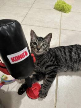 Ziva - KITTEN in foster -  Domestic Short Hair Cat for Adoption in Alexandria, Virginia - Ziva - KITTEN In Foster | PetCurious