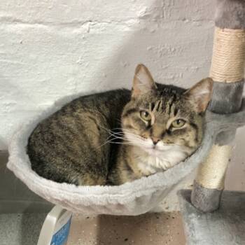 Rescue Domestic Short Hair Cats for Adoption in Ferndale, Michigan - Mae | PetCurious