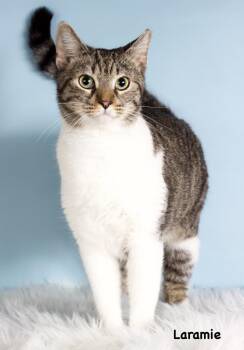 Laramie -  Domestic Short Hair Cat for Adoption in Gilbert, Arizona - Laramie | PetCurious