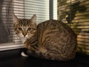 GIR -  Domestic Short Hair Cat for Adoption in Peru, New York - GIR | PetCurious