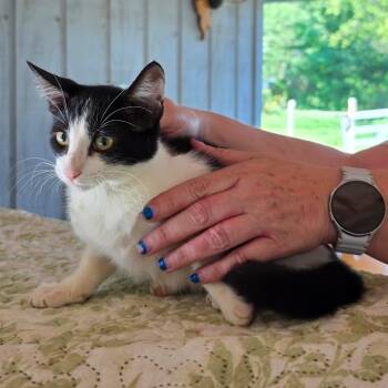 Wolly -  Domestic Short Hair Cat for Adoption in Concord, New Hampshire - Wolly | PetCurious