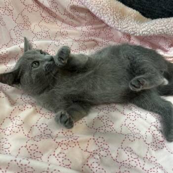 Domestic Short Hair Cats Available for Adoption in Cincinnati, Ohio - Monty | PetCurious