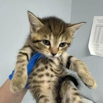 Wasp -  Domestic Short Hair Cat for Adoption in Indianapolis, Indiana - Wasp | PetCurious