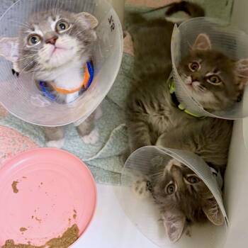 Skedaddle -  Domestic Long Hair and Domestic Short Hair Cat for Adoption in Woodinville, Washington - Skedaddle | PetCurious