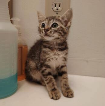 Thorne -  Domestic Short Hair Cat for Adoption in Little Mountain, South Carolina - Thorne | PetCurious