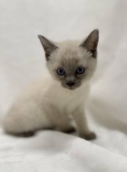 Siamese and Domestic Short Hair Cats Available for Adoption in Greensboro, North Carolina - Locket | PetCurious