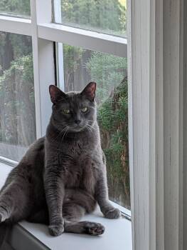 Theo -  Domestic Short Hair Cat for Adoption in Webster, New York - Theo | PetCurious