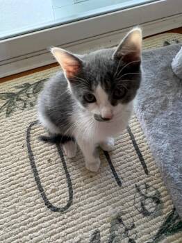 Alfie -  Domestic Short Hair Cat for Adoption in Johnson City, Tennessee - Alfie | PetCurious
