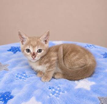 Mango -  Domestic Short Hair Cat for Adoption in Lafayette, Louisiana - Mango | PetCurious