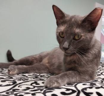 Rescue Domestic Short Hair Cats for Adoption in South Bend, Indiana - Cocopop * IN FOSTER * | PetCurious