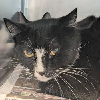 Rescue Domestic Short Hair Cats for Adoption in Huntington, West Virginia - Ronald | PetCurious