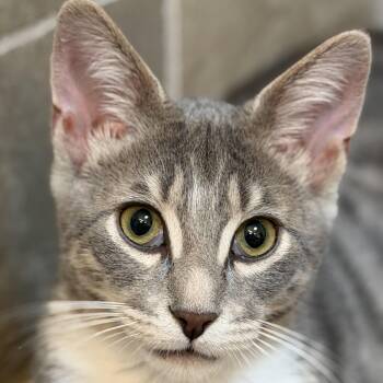 Ziggy -  Domestic Short Hair Cat for Adoption in Roanoke, Virginia - Ziggy | PetCurious
