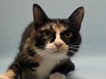 Rosalie -  Domestic Medium Hair and Domestic Short Hair Cat for Adoption in Minneapolis, Minnesota - Rosalie | PetCurious