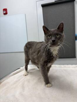 Carol -  Domestic Short Hair Cat for Adoption in Kansas City, Missouri - Carol | PetCurious