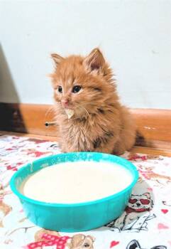 FU MAN CHU -  Domestic Long Hair and Domestic Short Hair Cat for Adoption in Omaha, Nebraska - FU MAN CHU | PetCurious