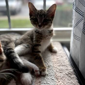 Rescue Domestic Short Hair Cats for Adoption in Carmel, Indiana - Christie | PetCurious