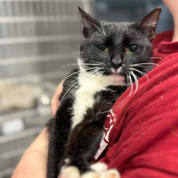 Dunkaroo -  Domestic Short Hair Cat for Adoption in Martinsville, Virginia - Dunkaroo | PetCurious
